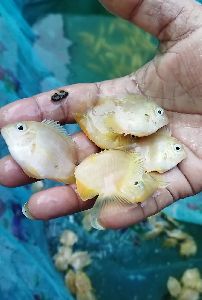 all type of ornamental fish