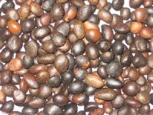 palm kernel nut