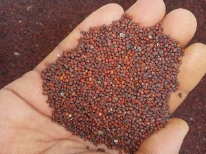 Black Mustard Seeds