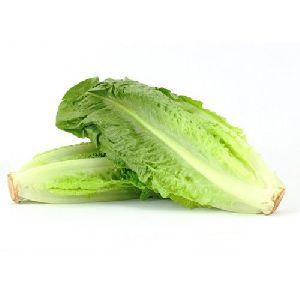 Fresh Romaine Lettuce