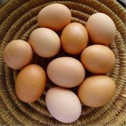 Kadaknath Chicken Egg