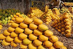 Banginapalli Mangoes
