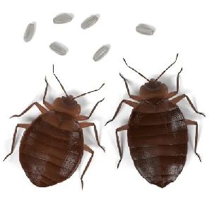 Bed Bug Treatment Service