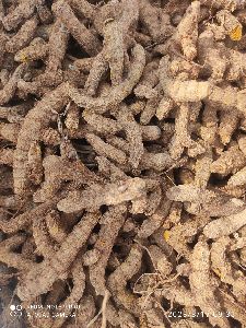 Dry Sugandh Mantri Root