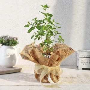 plastic jute wrapping holy tulsi plant