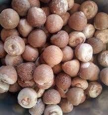 Premium Quality Areca Nuts