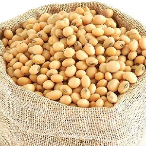Soya Bean Seeds