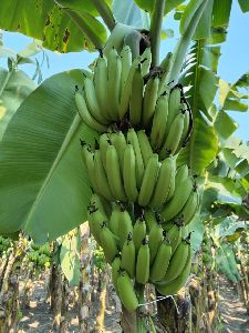 Fresh Bananas