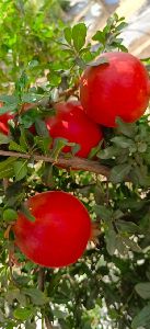 pomegranate fruit