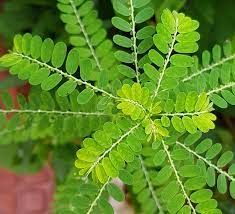 Keelanelli (Phyllanthus niruri)