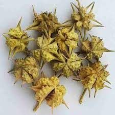 nerunji mull tribulus terrestris