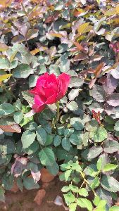Boardex rose plant