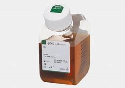 Invitrogen Fetal Bovine Serum