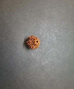 1 Face Rudraksha