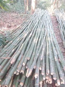 Jati Bamboo 24ft