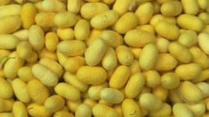Yellow Mulberry Silk Cocoons