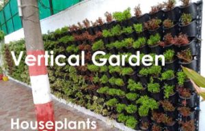 Vertical Gardening