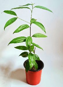 Bay Leaf Plant