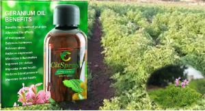 Geranium Oil