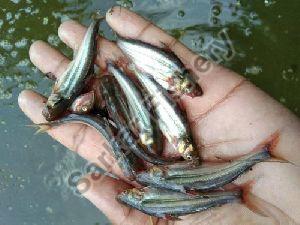 Nona Tangra Fish Seeds