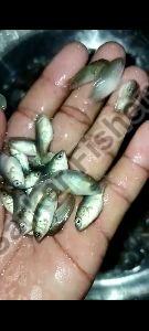 Vietnam koi fish seed