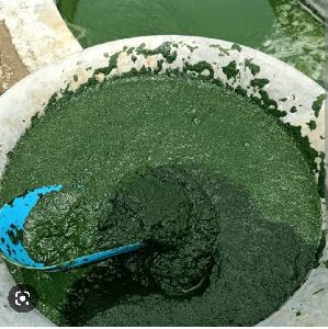 Spirulina Powder