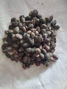Jamun Seeds (Syzygium Cumini)