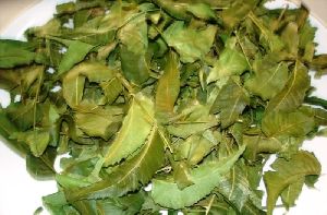 Neem Leaves Azadirachta Indica