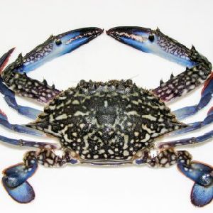 Blue Crab