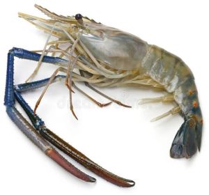 giant freshwater prawns