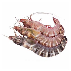 Wild Sea Tiger Prawn