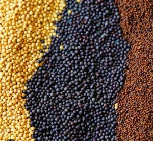 mustard seeds