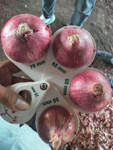 Nasik Red Onion