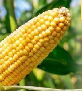 Yellow Maize