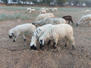 Sheep Farm