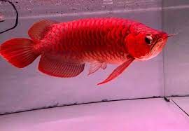 Arowana Fish