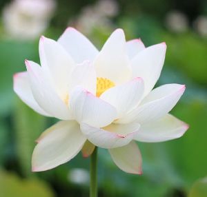 Fresh White Lotus