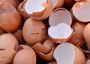 Egg Shells