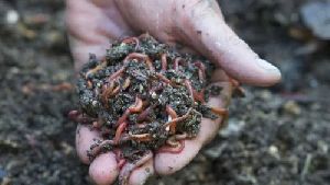 Eisenia Fetida Earthworms