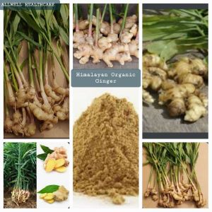 Himalayan Organic Ginger