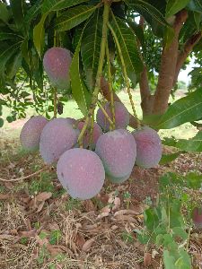 All types of mangoes