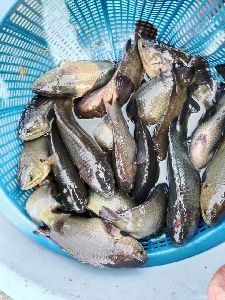 Vietnami koi fish