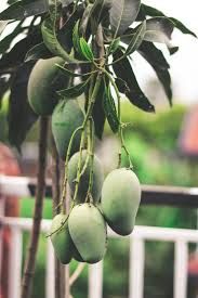 Alphonso Mangoes