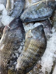 Tilapia Fish