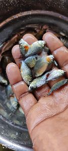 Rupchanda Fish Seed