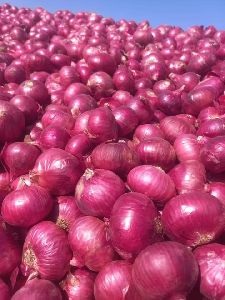 Onions