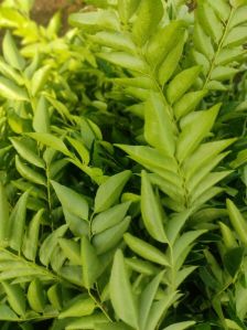 Curry Leaves