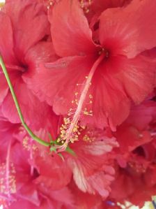 Hibiscus Flower