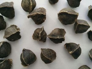 Moringa Seeds Without Wing