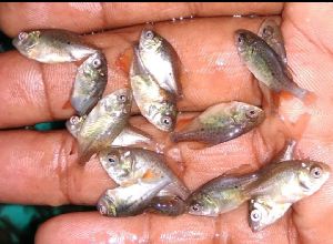 Roopchand Fish Seeds